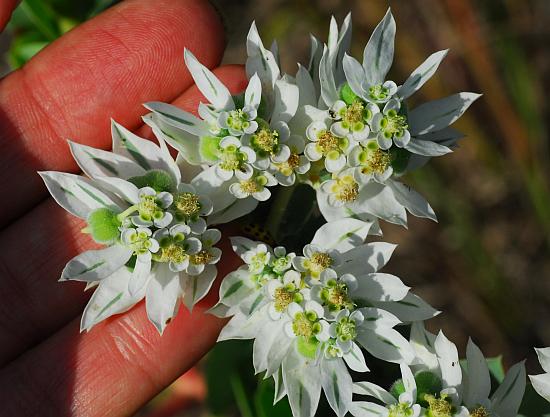 Euphorbia_marginata_inflorescence.jpg