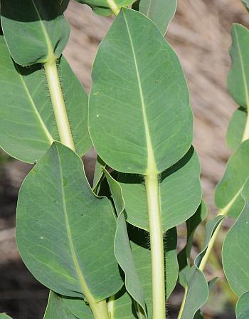 Euphorbia_marginata_leaves.jpg