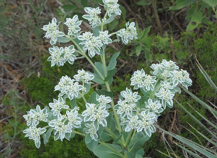 Euphorbia_marginata_plant.jpg