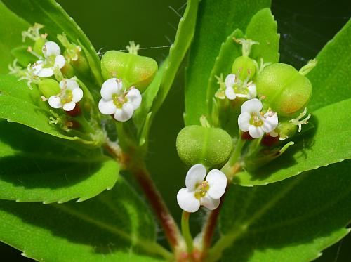 Euphorbia_nutans_flowers2.jpg