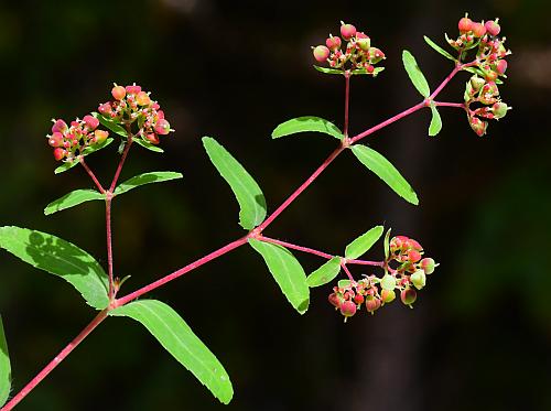 Euphorbia_nutans_inflorescence.jpg