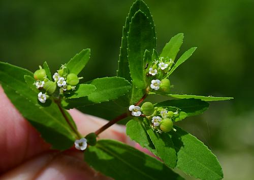 Euphorbia_nutans_inflorescence2.jpg