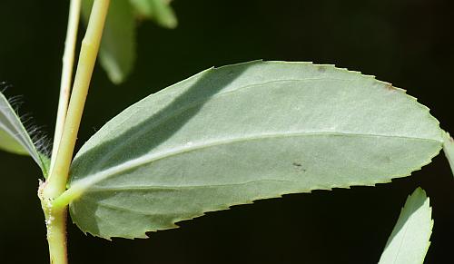 Euphorbia_nutans_leaf2.jpg