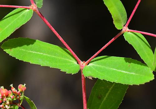 Euphorbia_nutans_leaves1.jpg