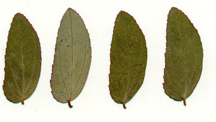 Euphorbia_nutans_pressed_leaves.jpg