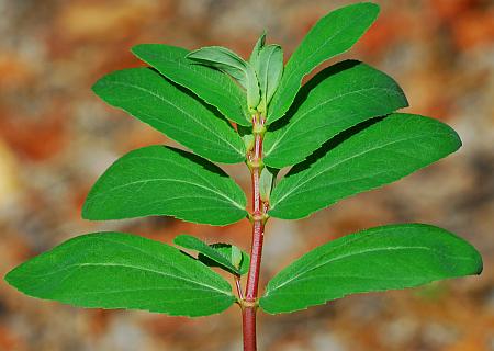 Euphorbia_nutans_stem2.jpg