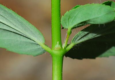 Euphorbia_nutans_stipule.jpg