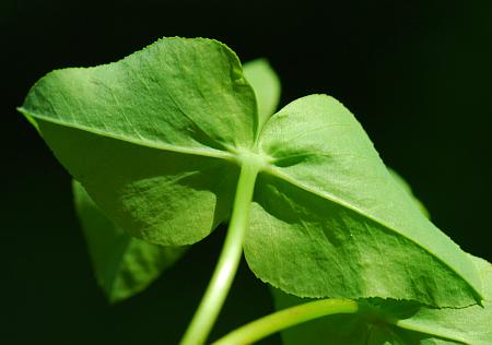 Euphorbia_obtusata_bracts2.jpg