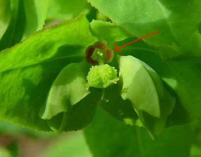 Euphorbia_obtusata_flower.jpg