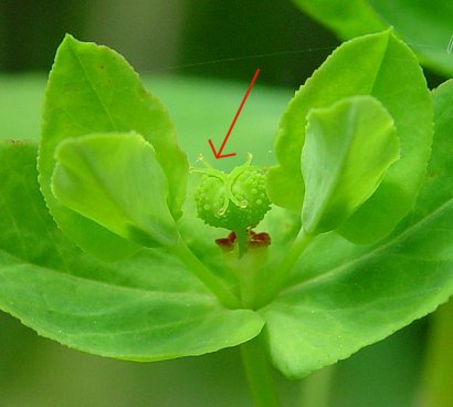 Euphorbia_obtusata_flower2.jpg