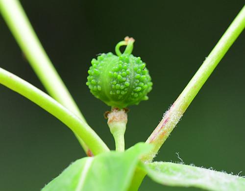 Euphorbia_obtusata_fruit.jpg