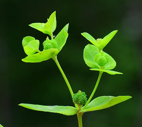 Euphorbia_obtusata_inflorescence.jpg