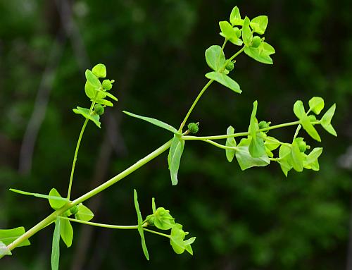 Euphorbia_obtusata_inflorescences.jpg