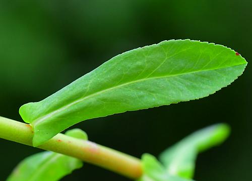 Euphorbia_obtusata_leaf1.jpg