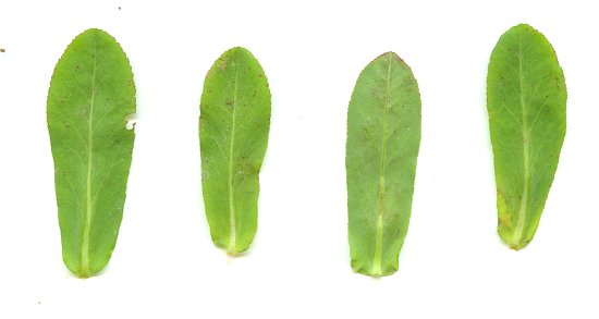 Euphorbia_obtusata_leaves.jpg