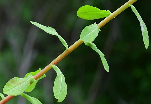 Euphorbia_obtusata_leaves1.jpg