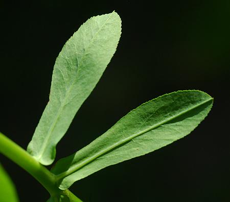 Euphorbia_obtusata_leaves2.jpg