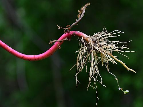 Euphorbia_obtusata_roots.jpg