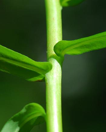 Euphorbia_obtusata_stem.jpg