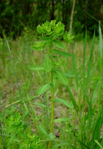 Euphorbia_obusata_plant.jpg