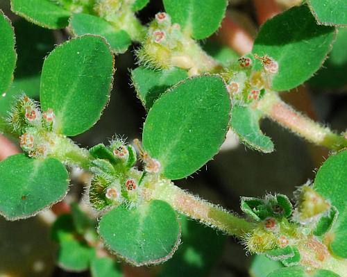 Euphorbia_prostrata_flowers.jpg