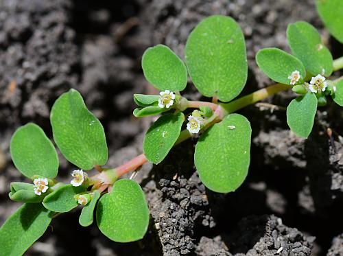 Euphorbia_serpens_inflorescences.jpg