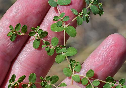 Euphorbia_serpens_leaves.jpg