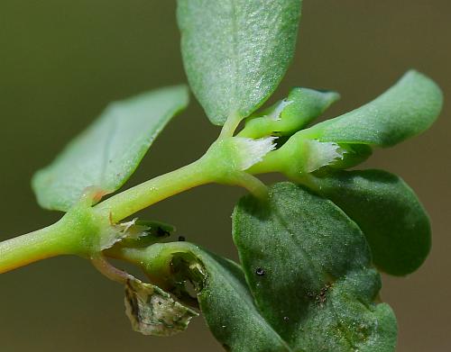 Euphorbia_serpens_stipules.jpg