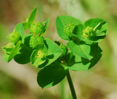 Euphorbia_spathulata_inflorescence.jpg