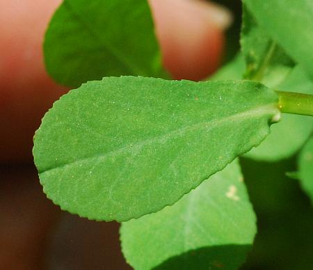 Euphorbia_spathulata_leaf1.jpg