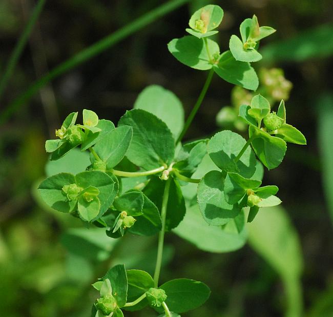 Euphorbia_spathulata_plant.jpg