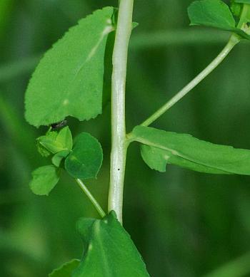 Euphorbia_spathulata_stem.jpg