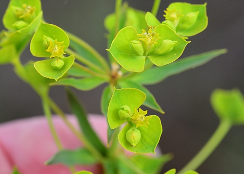 Euphorbia_virgata_cyathia.jpg