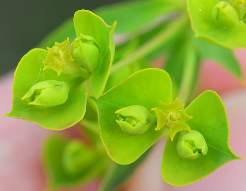 Euphorbia_virgata_cyathia2.jpg
