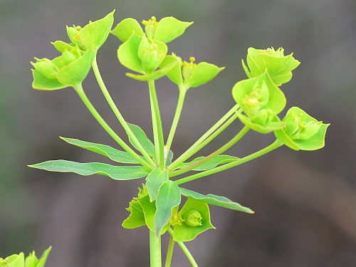 Euphorbia_virgata_inflorescence.jpg