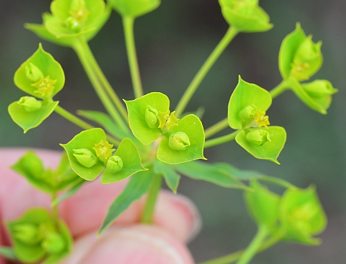Euphorbia_virgata_inflorescence2.jpg
