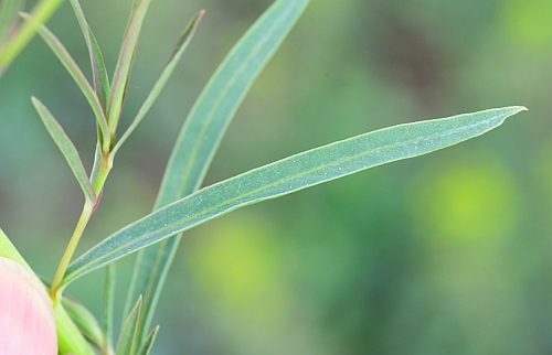Euphorbia_virgata_leaf1.jpg