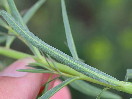 Euphorbia_virgata_leaf2.jpg
