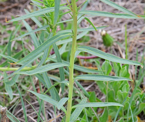 Euphorbia_virgata_leaves.jpg