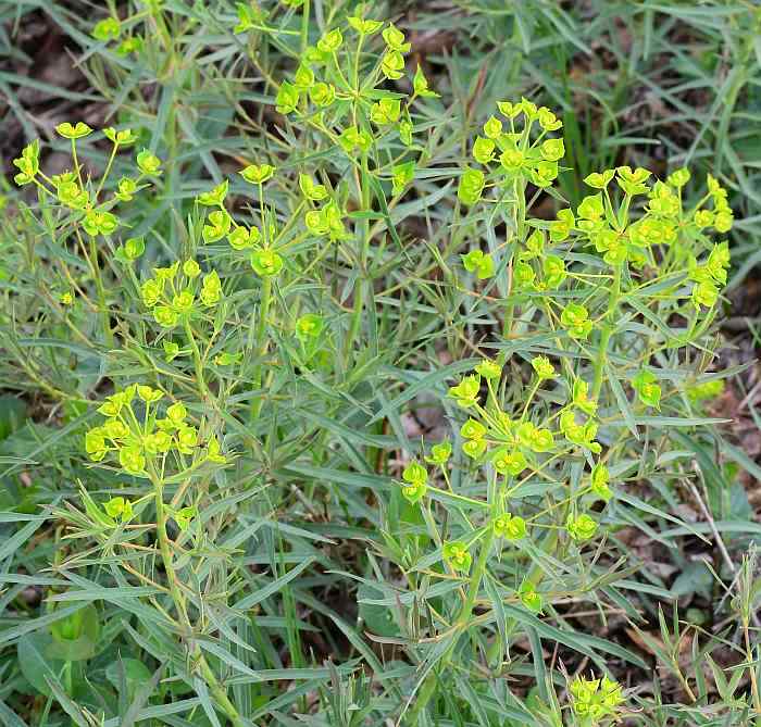 Euphorbia_virgata_plant.jpg