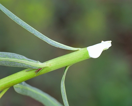 Euphorbia_virgata_sap.jpg