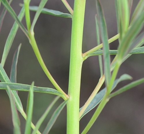 Euphorbia_virgata_stem.jpg