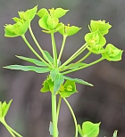 Euphorbia virgata thumbnail
