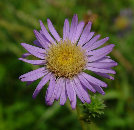 Eurybia_hemispherica_flowers.jpg