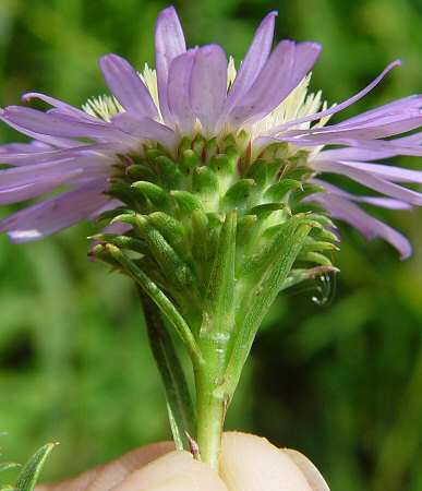 Eurybia_hemispherica_involucre.jpg