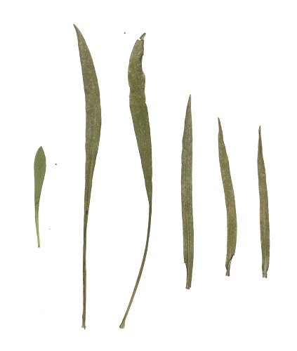 Eurybia_hemispherica_leaves.jpg