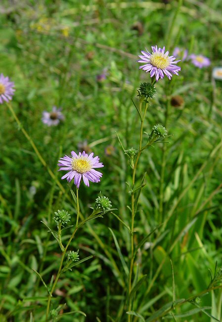 Eurybia_hemispherica_plant.jpg