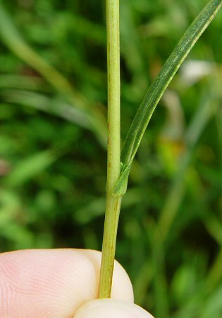 Eurybia_hemispherica_stem.jpg