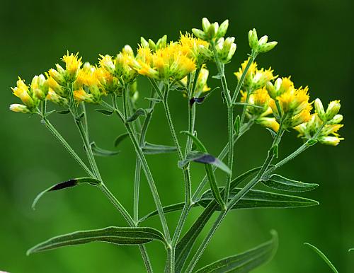 Euthamia_graminifolia_inflorescence1.jpg