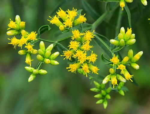 Euthamia_graminifolia_inflorescence2.jpg